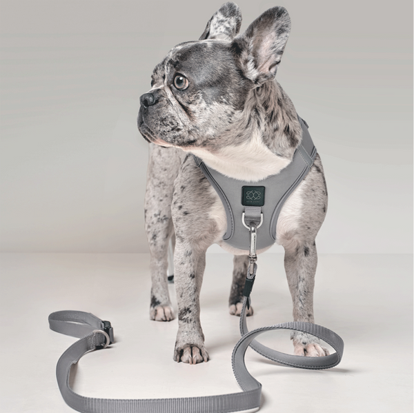 Steel City Bungee Dog Leash, photo 2