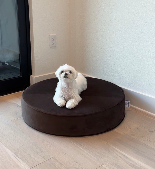 Maltese lying on the Circle round dog bed in deep brown