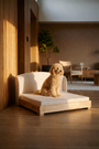 Apricot poodle sitting on the Haven dog bed in cream in warm light