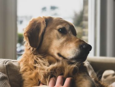 Understanding Canine Brain Activity and Dog-Human Bond