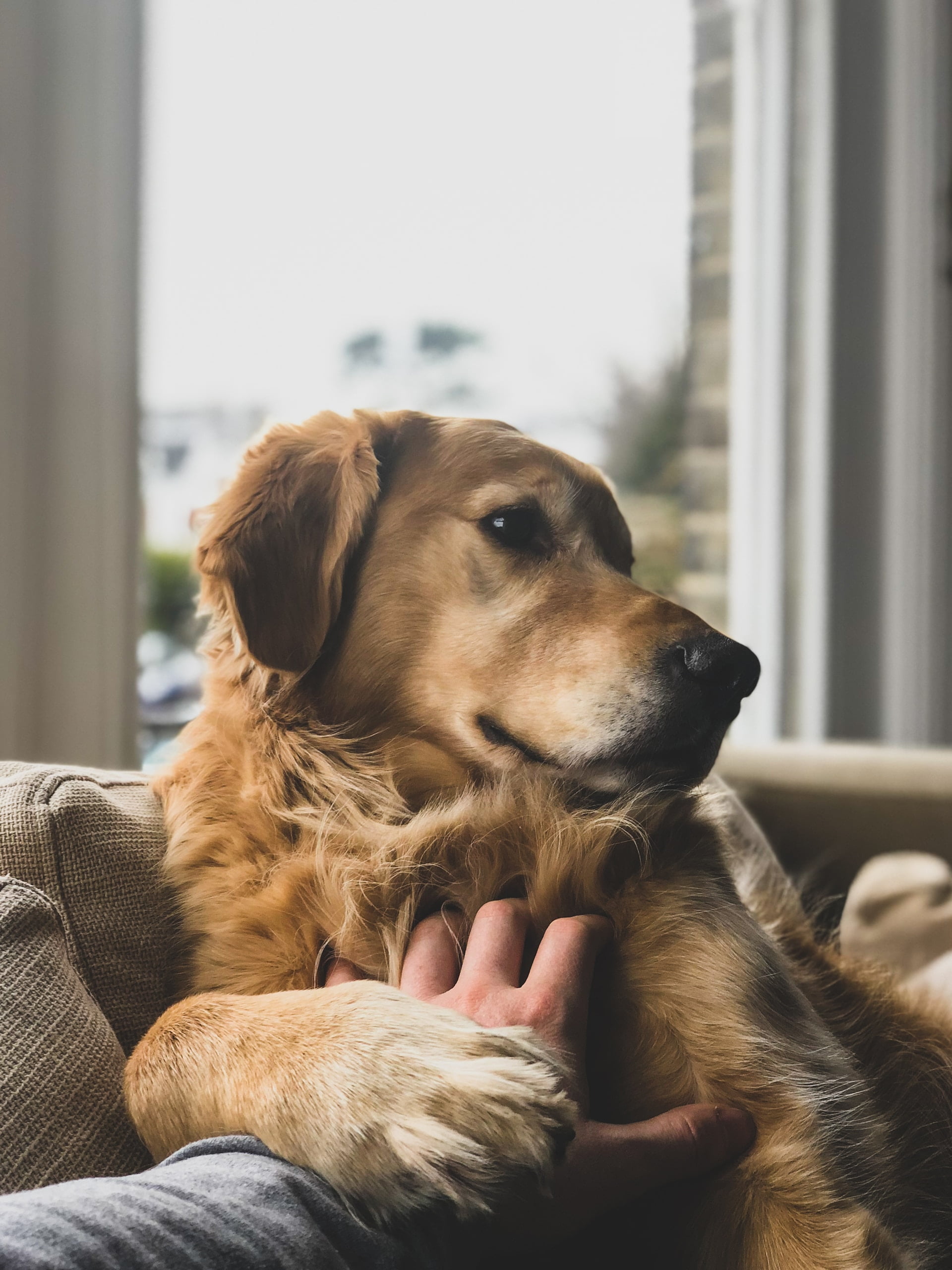 Understanding Canine Brain Activity and Dog-Human Bond