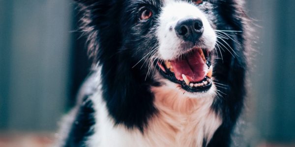 Everything You Should Know About Dog Brain Activity and Dog-Human Bond