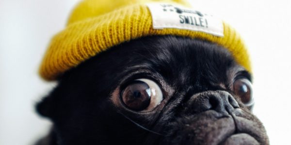 Why is Salmon The Best Option for Dogs with Skin and Coat Allergies