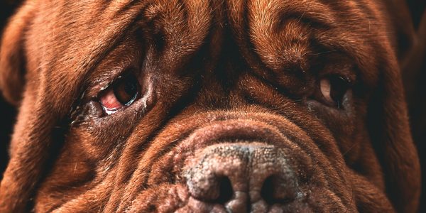 Do Dogs Struggle with Mental Health?