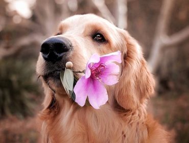 Holistic Canine Remedies