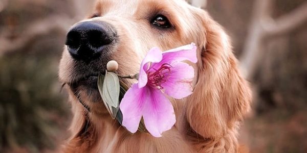 Holistic Canine Remedies