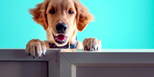 FURPPL Blog - The Importance of Dog Teeth and Gum Health