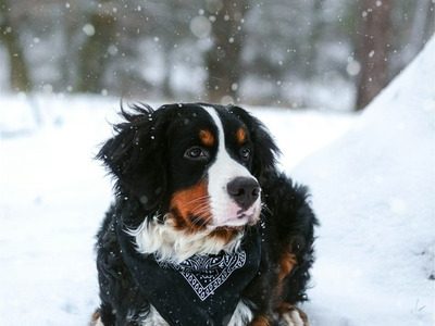 FURPPL Blog - Explore FURPPL's Winter Guide - Pamper Your Dog in Cold Seasons