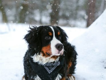 Explore FURPPL's Winter Guide - Pamper Your Dog in Cold Seasons - photo by anastasia tarasova