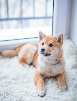 Preparing Your Home for a New FUR-baby